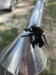 Mallophora leschenaulti