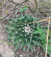 Mammillaria magnimamma