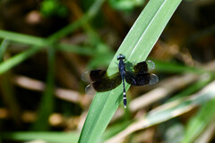 Erythrodiplax attenuata