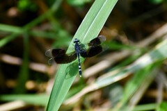 Erythrodiplax attenuata