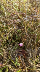 Agalinis fasciculata