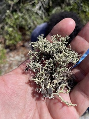 Cladonia leporina