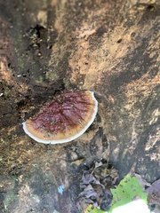 Ganoderma tsugae