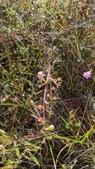 Agalinis fasciculata