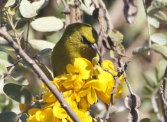 Chlorodrepanis virens
