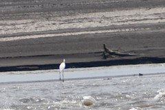 Ardea alba