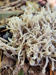 Clavulina coralloides