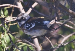 Chasiempis sandwichensis bryani