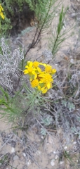 Senecio blochmaniae