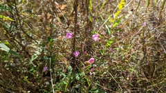 Agalinis fasciculata