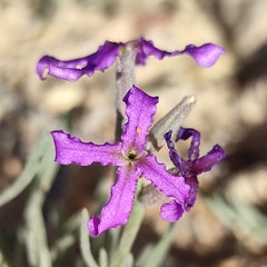 Matthiola fruticulosa