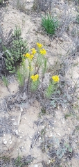 Senecio blochmaniae