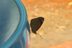 Diaethria candrena