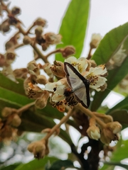 Diaphania hyalinata