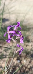 Matthiola fruticulosa