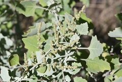 Chenopodium oahuense