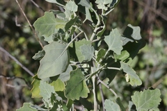 Chenopodium oahuense