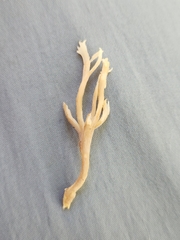 Clavulina coralloides