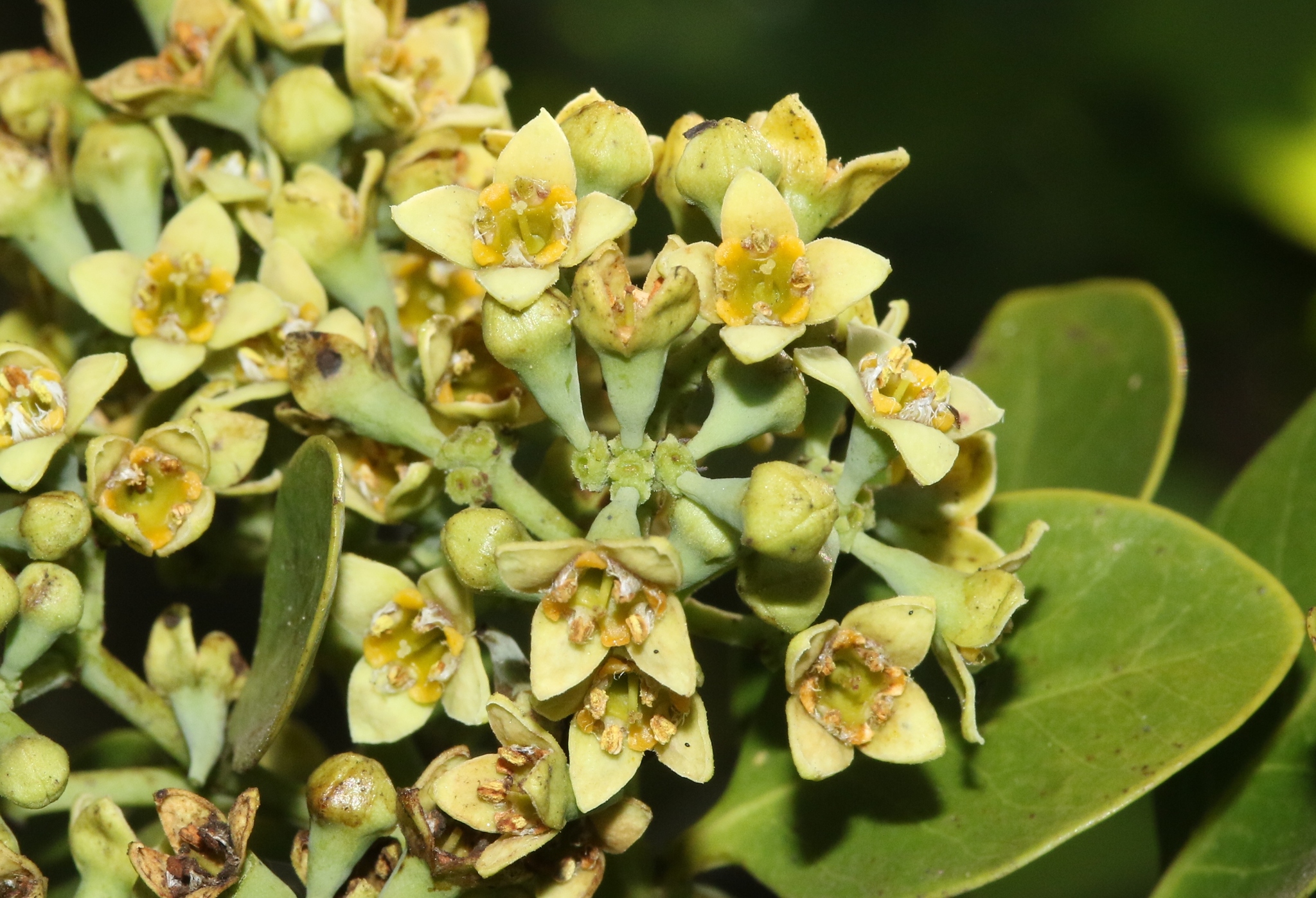 Santalum paniculatum