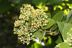 Santalum paniculatum