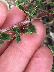 Ceanothus sonomensis