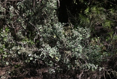 Chenopodium oahuense