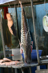 Pseudoplatystoma tigrinum