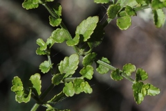 Stenogyne microphylla