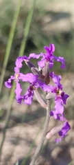 Matthiola fruticulosa