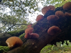 Auricularia auricula-judae