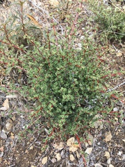 Ceanothus sonomensis
