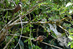 Myiozetetes cayanensis