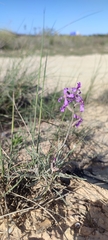 Matthiola fruticulosa
