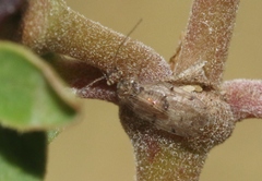 Ectopsocus meridionalis