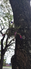 Tillandsia aeranthos