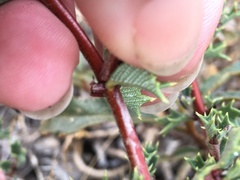 Ceanothus sonomensis