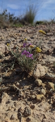 Matthiola fruticulosa