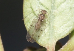 Ectopsocus meridionalis