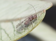 Ectopsocus meridionalis