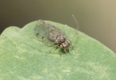 Ectopsocus meridionalis
