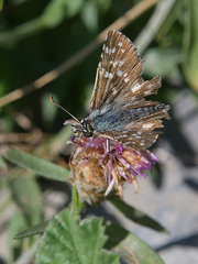 Pyrgus cirsii