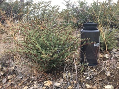 Ceanothus sonomensis