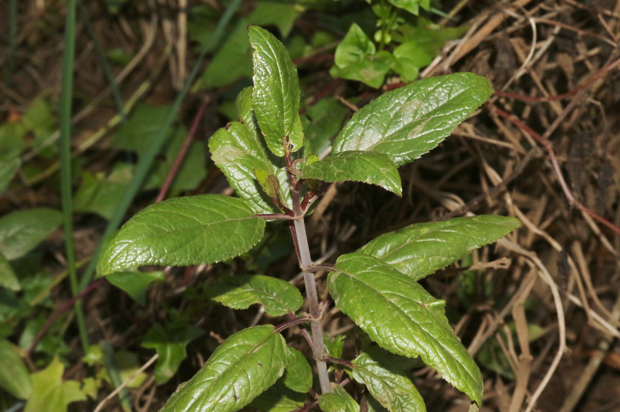 Stenogyne rugosa