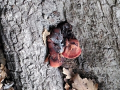Fistulina hepatica