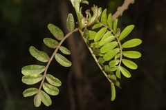 Sophora chrysophylla