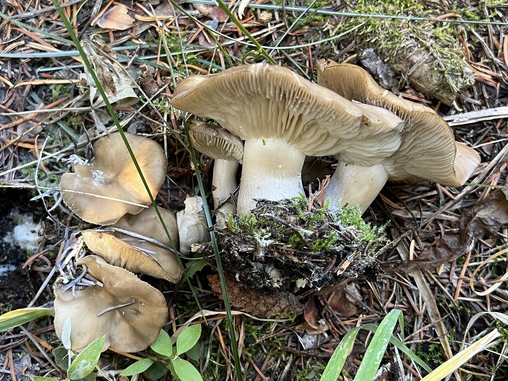 Lyophyllum decastes