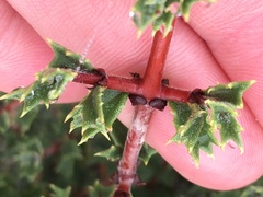 Ceanothus sonomensis