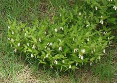 Prosartes smithii