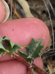 Ceanothus sonomensis