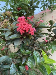 Ixora